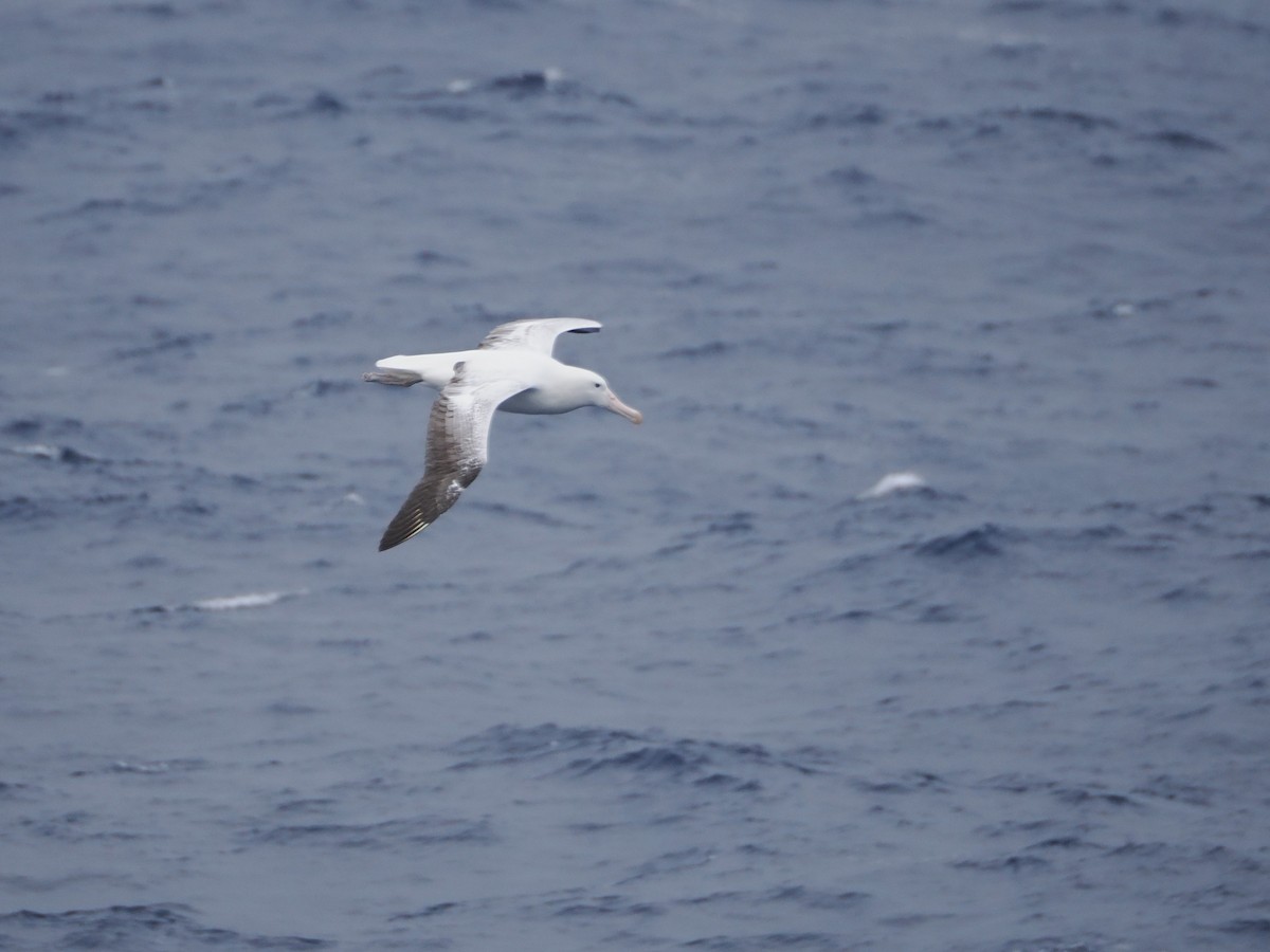 Southern Royal Albatross - ML646956461