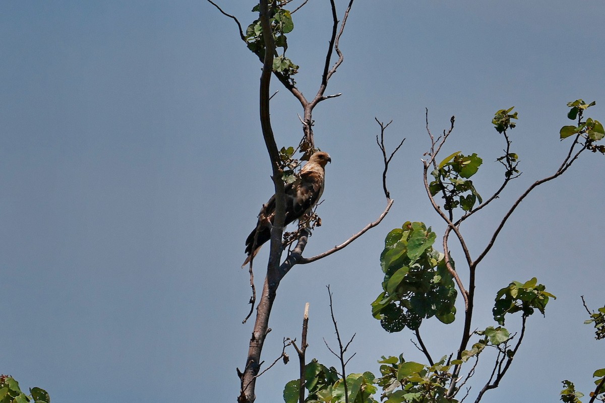 Коршун-свистун - ML646956464