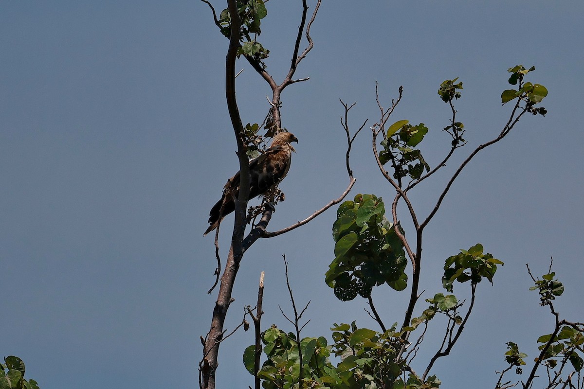 Коршун-свистун - ML646956468