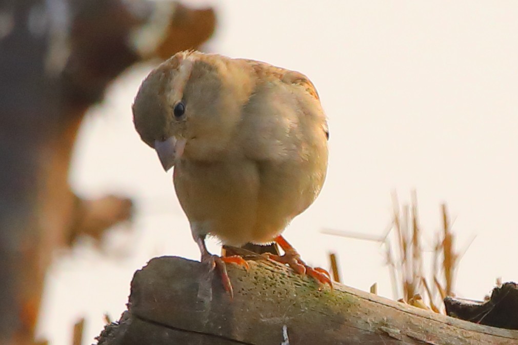 House Sparrow - ML646956469