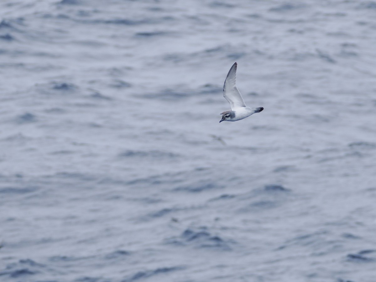 Prión Antártico - ML646956471