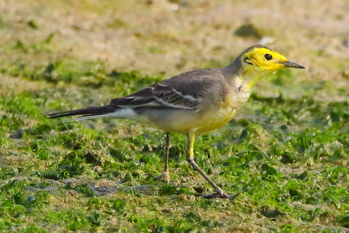 Citrine Wagtail - ML646956473