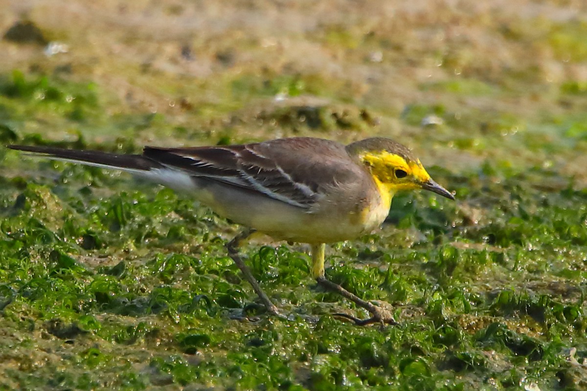 Citrine Wagtail - ML646956474