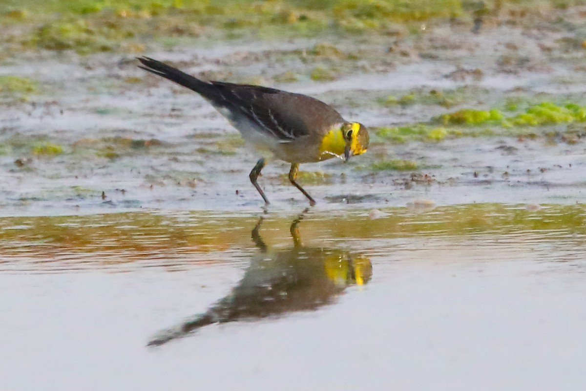 Citrine Wagtail - ML646956475
