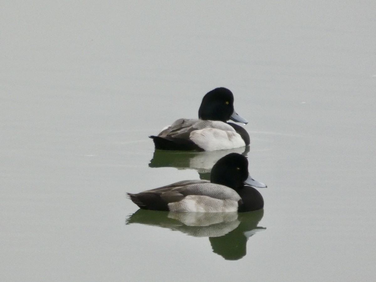Greater Scaup - ML646956476