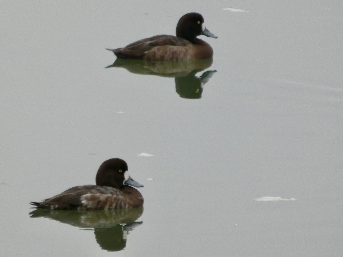 Greater Scaup - ML646956477