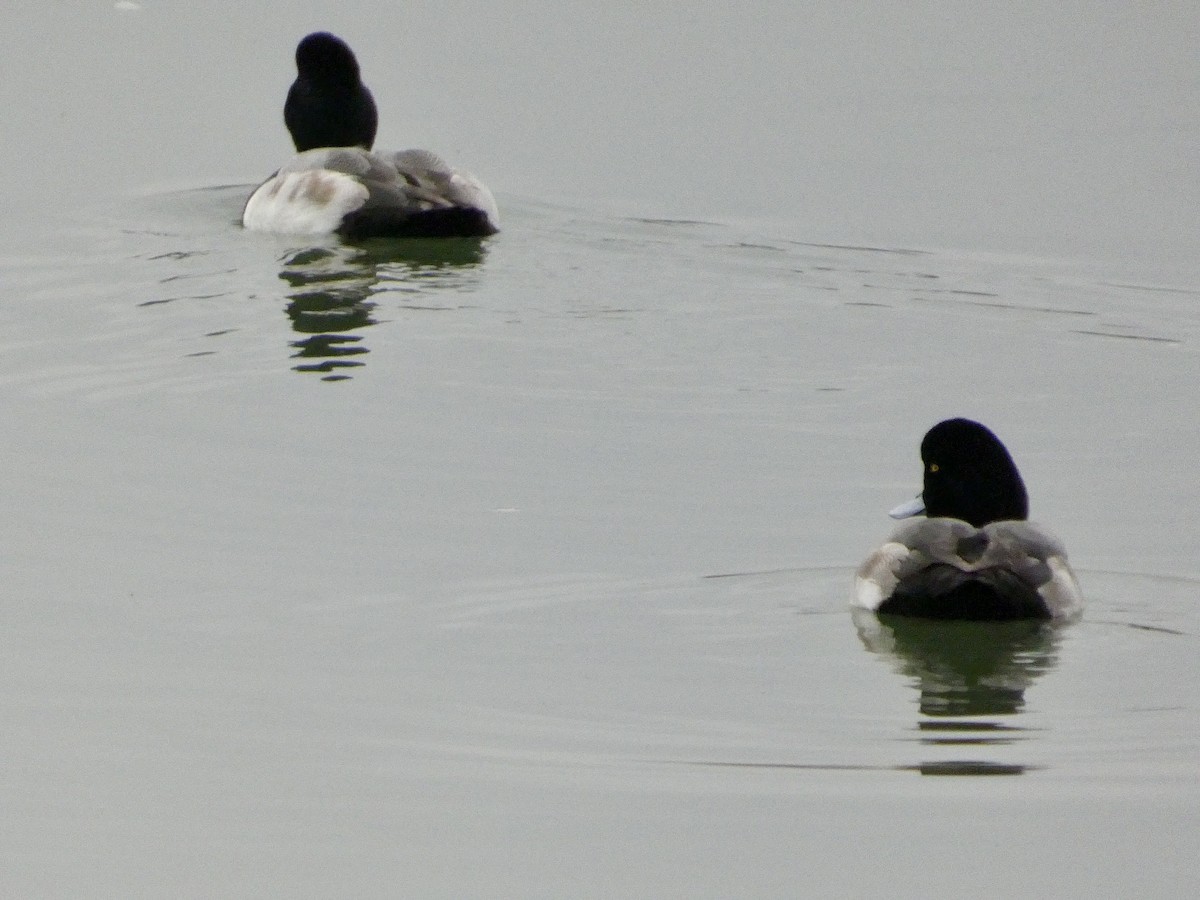 Greater Scaup - ML646956479