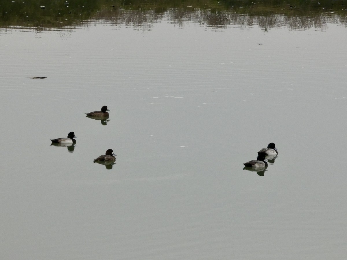 Greater Scaup - ML646956480