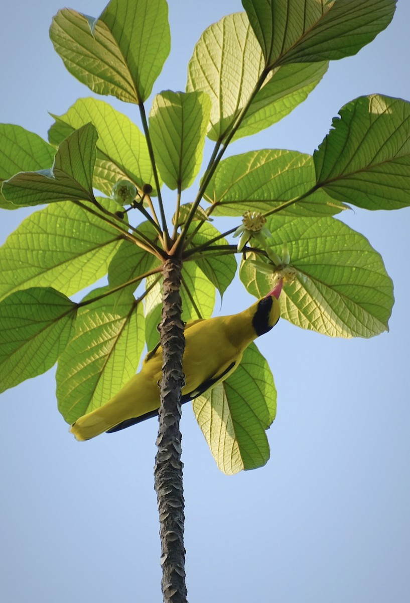 žluva černošíjná - ML646956481