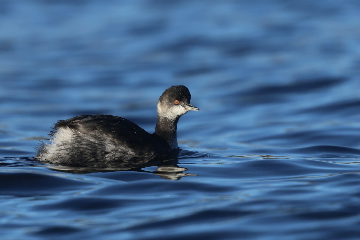 potápka černokrká - ML646956482