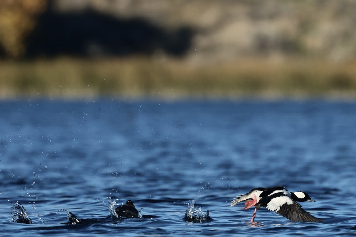 עבראש לבנוני - ML646956487
