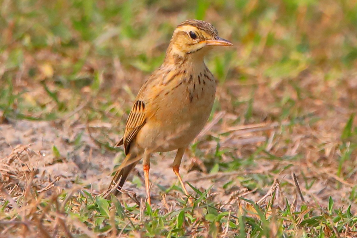 Paddyfield Pipit - ML646956488