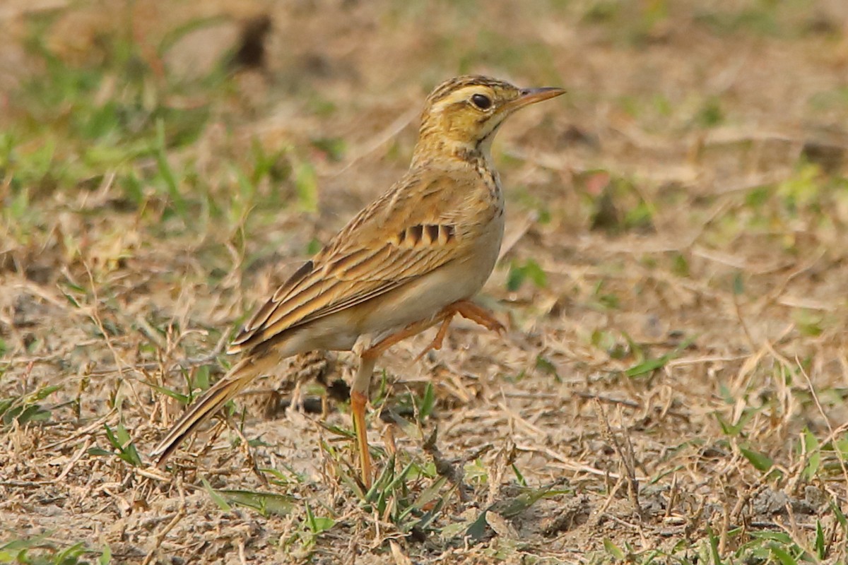 Paddyfield Pipit - ML646956489