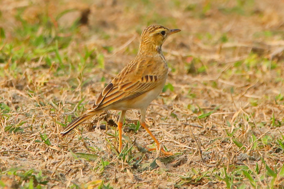 Paddyfield Pipit - ML646956490