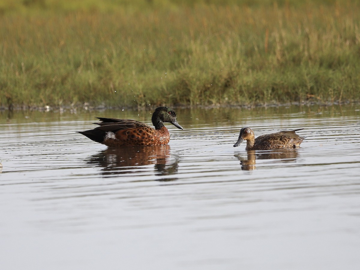 Chestnut Teal - ML646956492