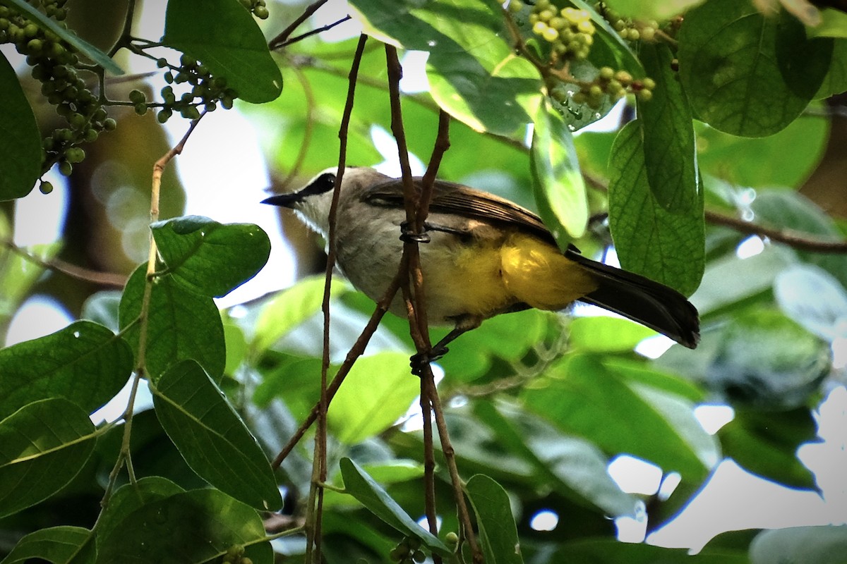 Yellow-vented Bulbul - ML646956495