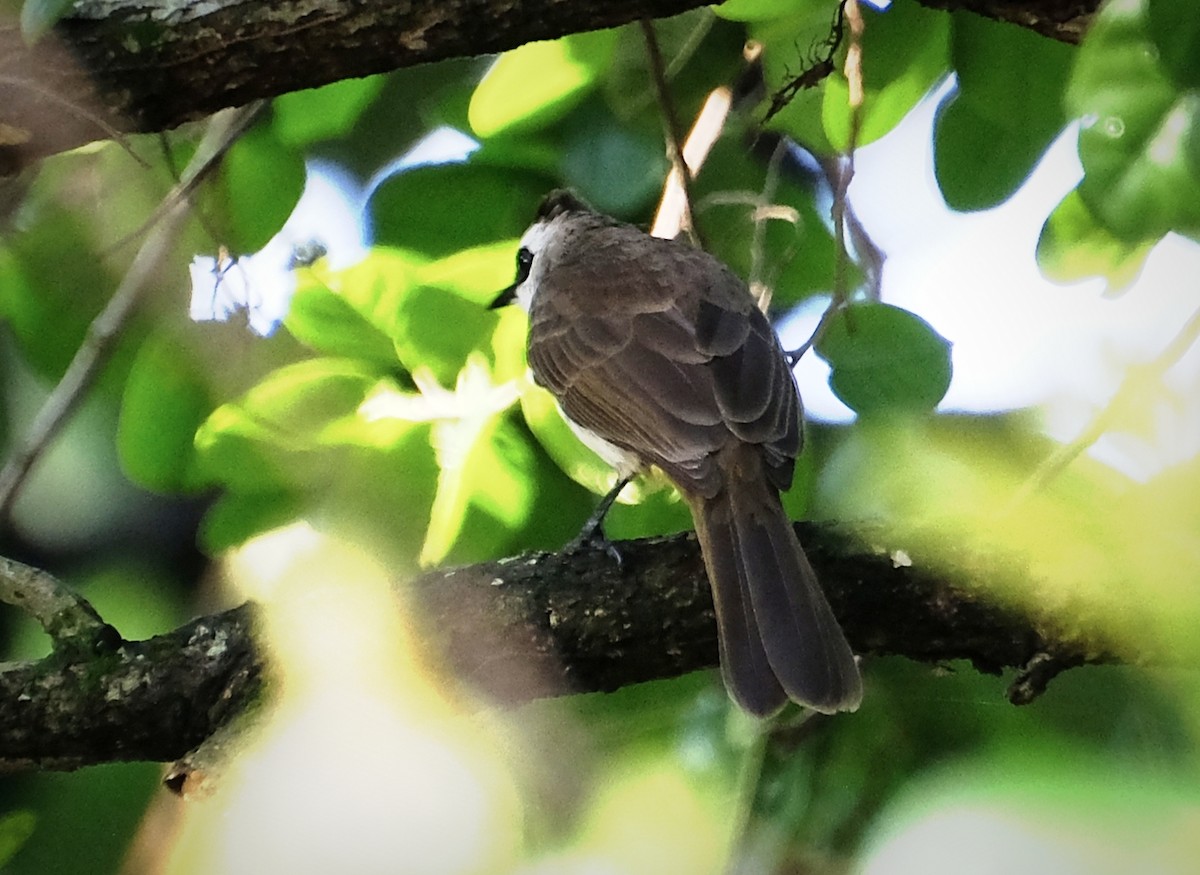 Yellow-vented Bulbul - ML646956496