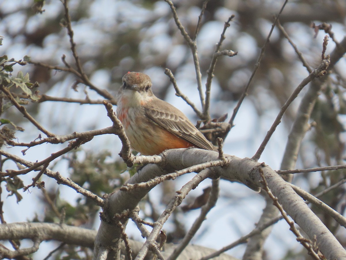 rubintyrann - ML646956498