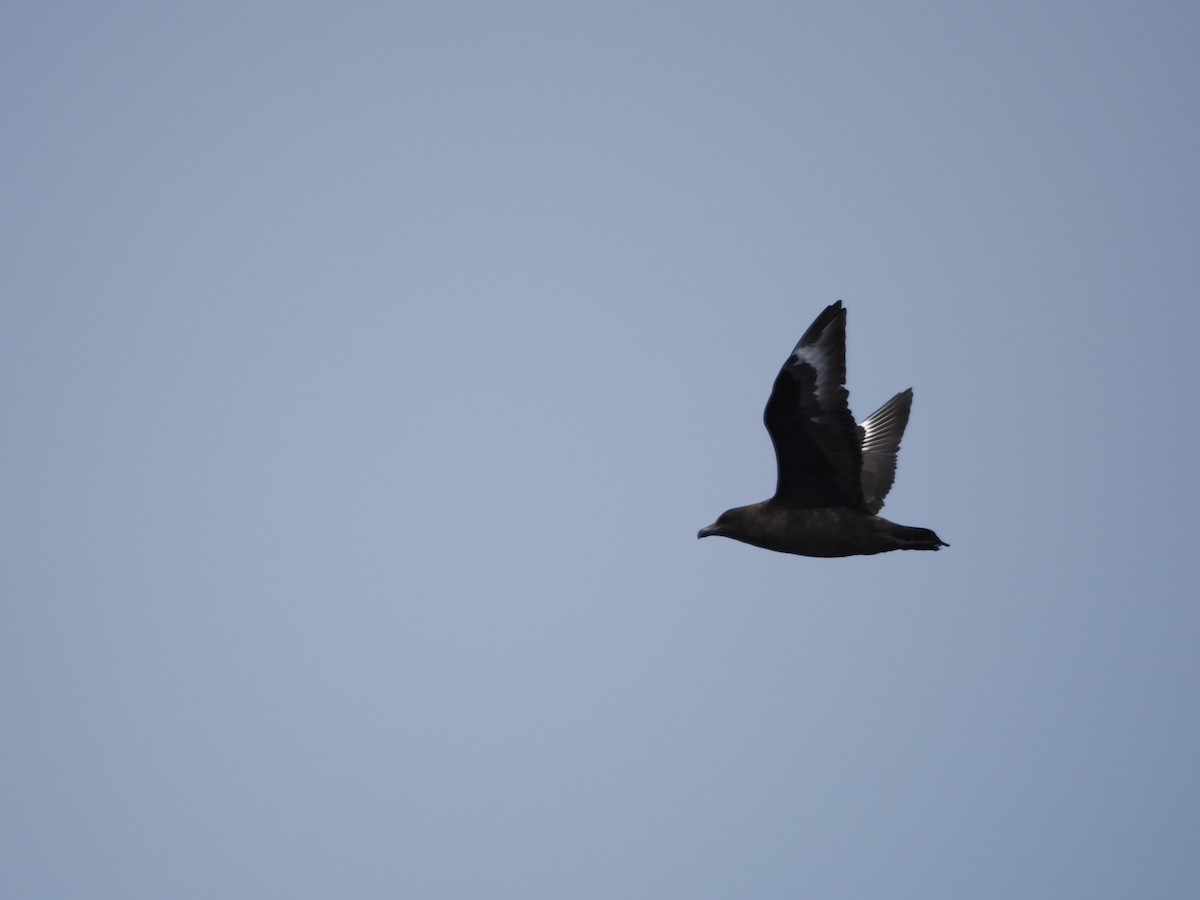 Brown Skua (Subantarctic) - ML646956511