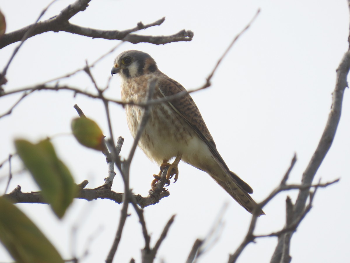 spurvefalk - ML646956513