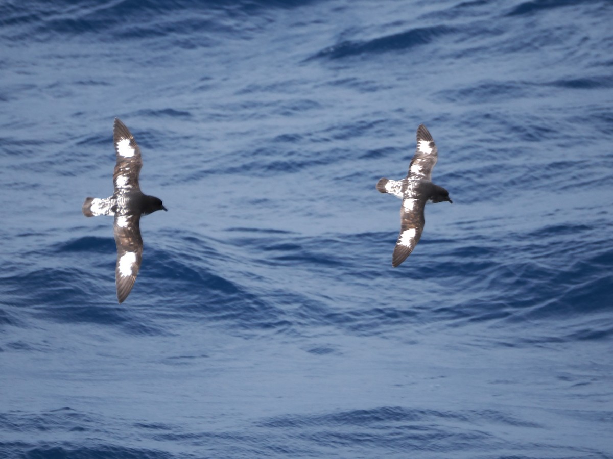 Pintado Petrel (Snares) - ML646956514