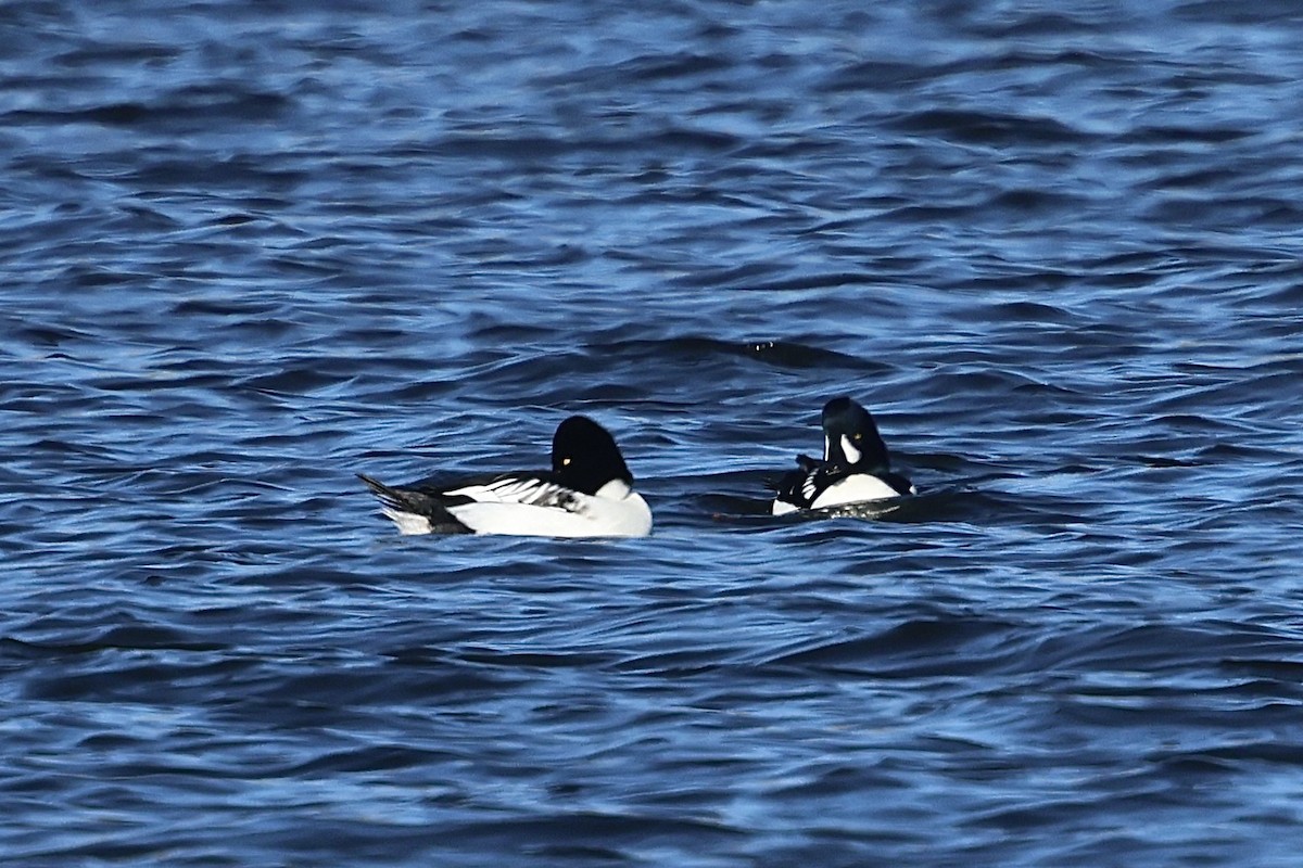 עבראש ירוק - ML646956515