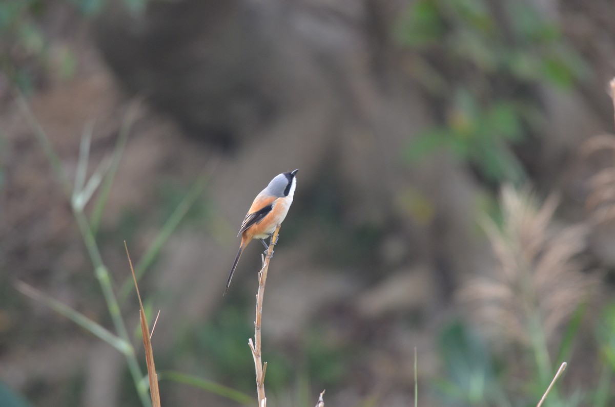 Long-tailed Shrike - ML646956516