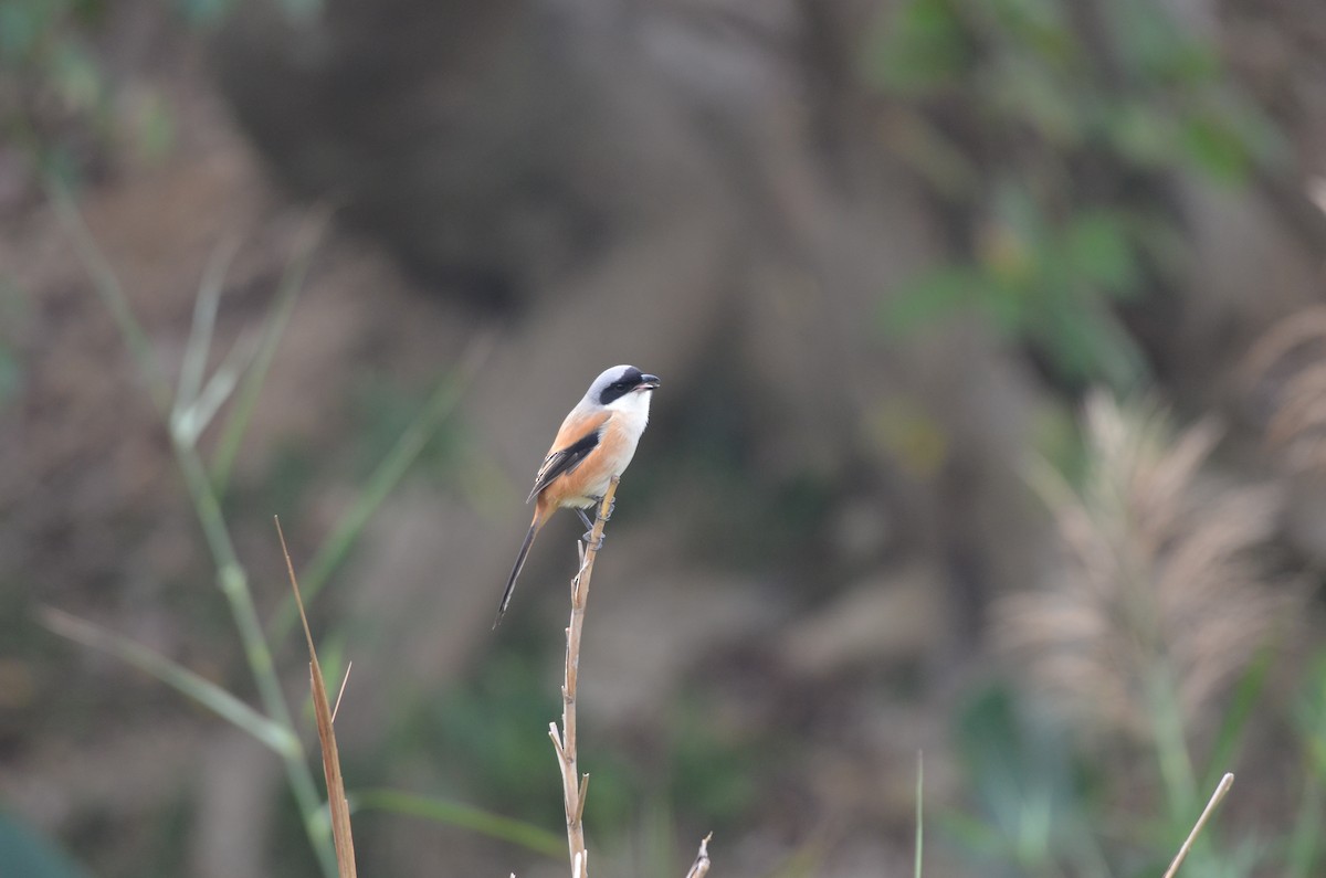 Long-tailed Shrike - ML646956517