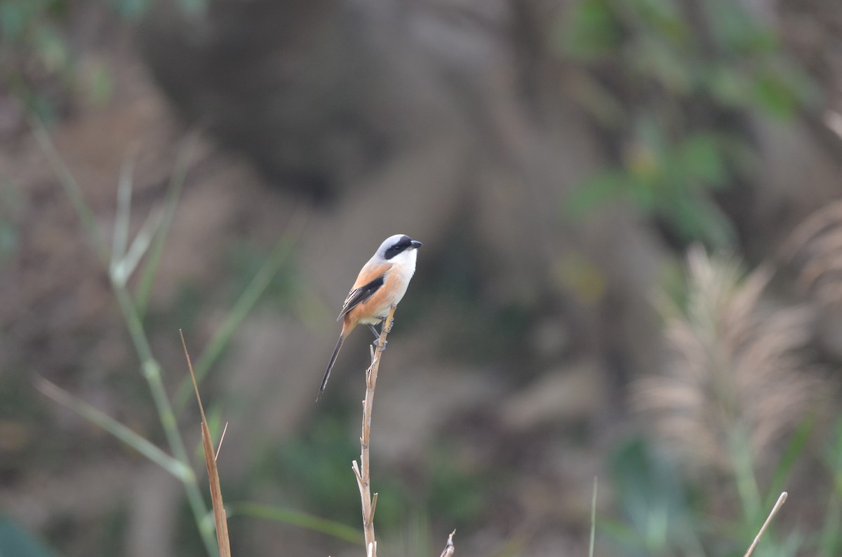 Long-tailed Shrike - ML646956518