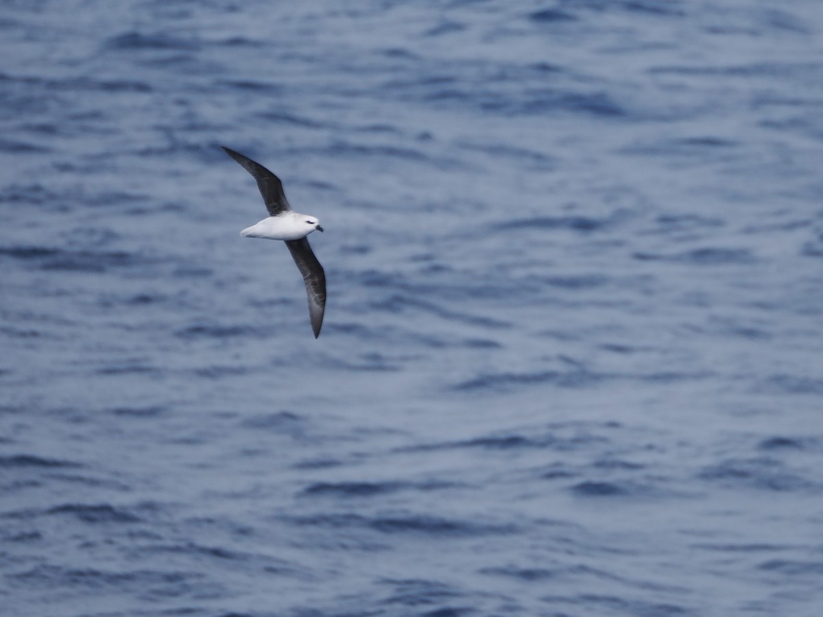 White-headed Petrel - ML646956527