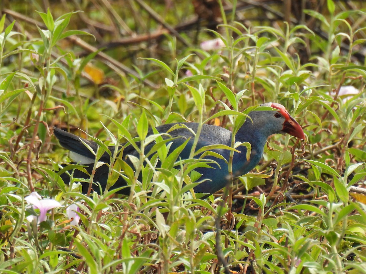 灰頭紫水雞 - ML646956528