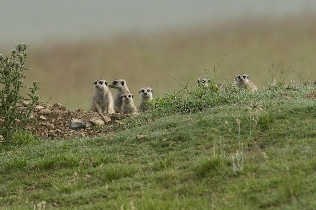 Southern African Meerkat - ML646956529