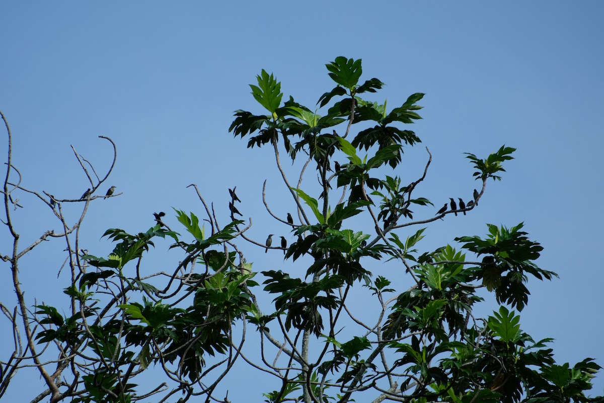 Malay Sığırcığı - ML646956530