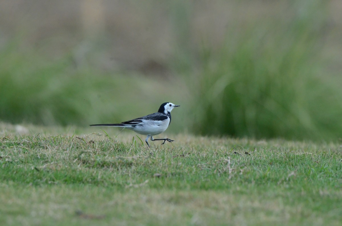 White Wagtail - ML646956531