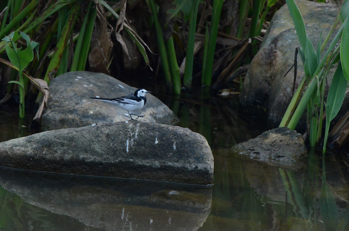 White Wagtail - ML646956532