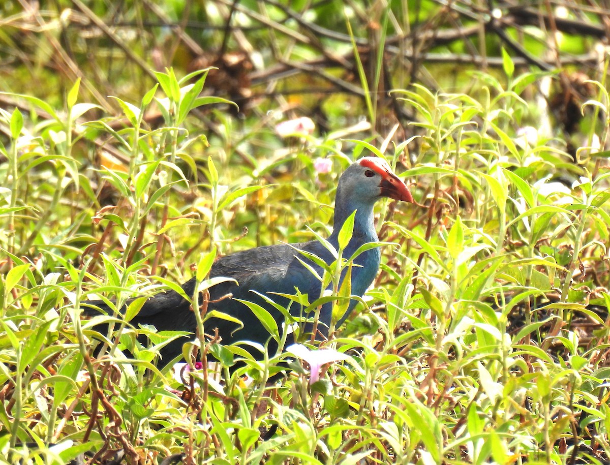 灰頭紫水雞 - ML646956533