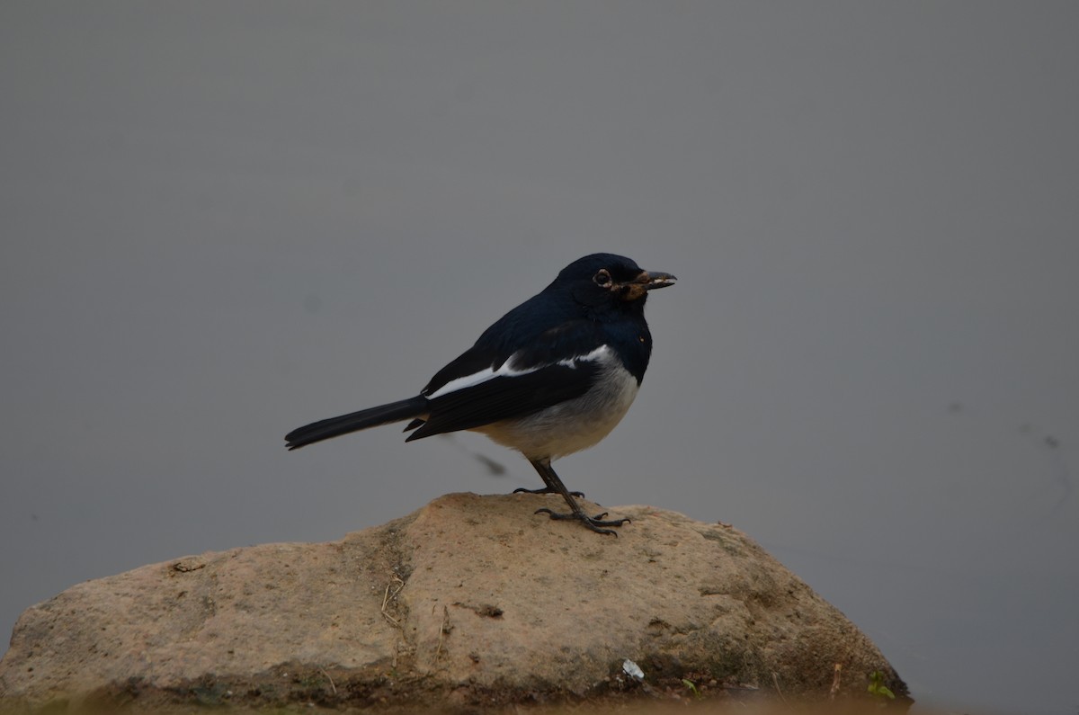 Oriental Magpie-Robin - ML646956537