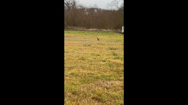 Glossy Ibis - ML646956541