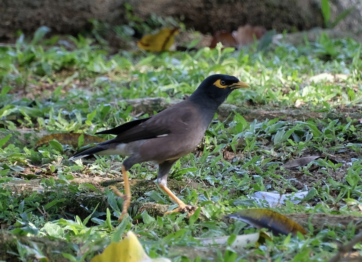 Common Myna - ML646956542