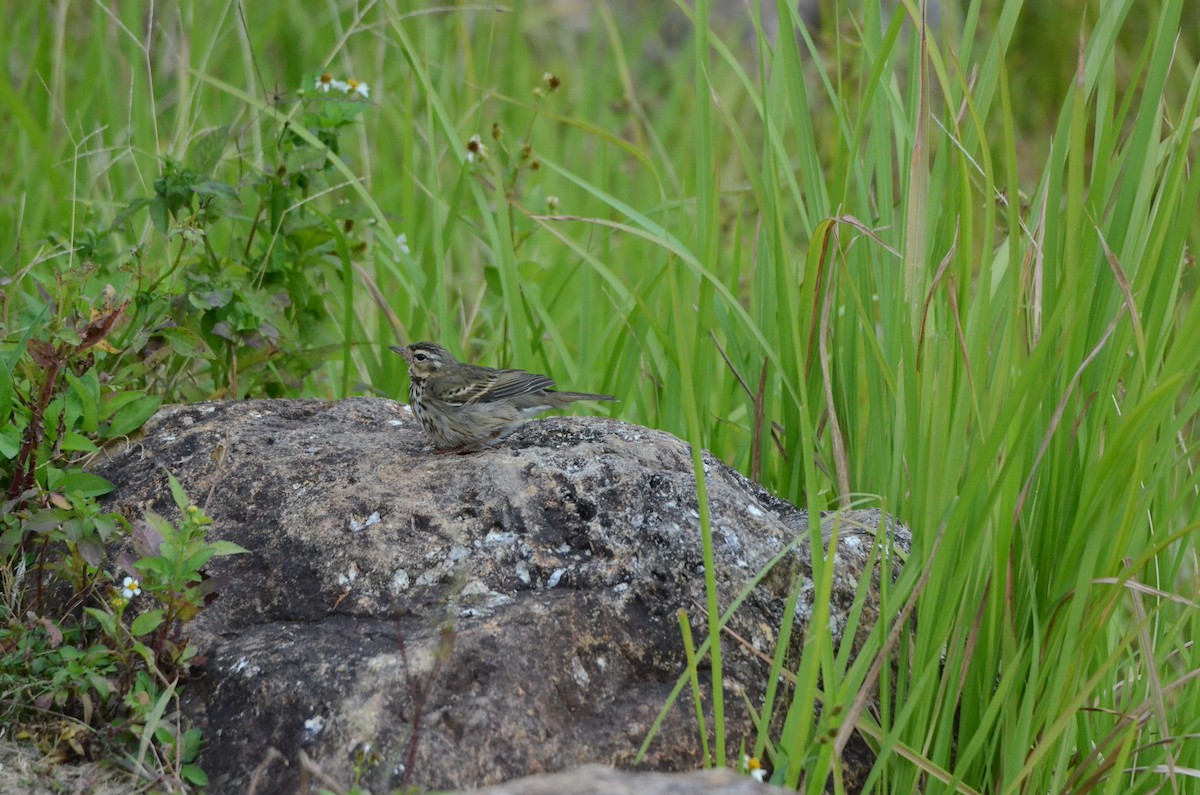 Olive-backed Pipit - ML646956547