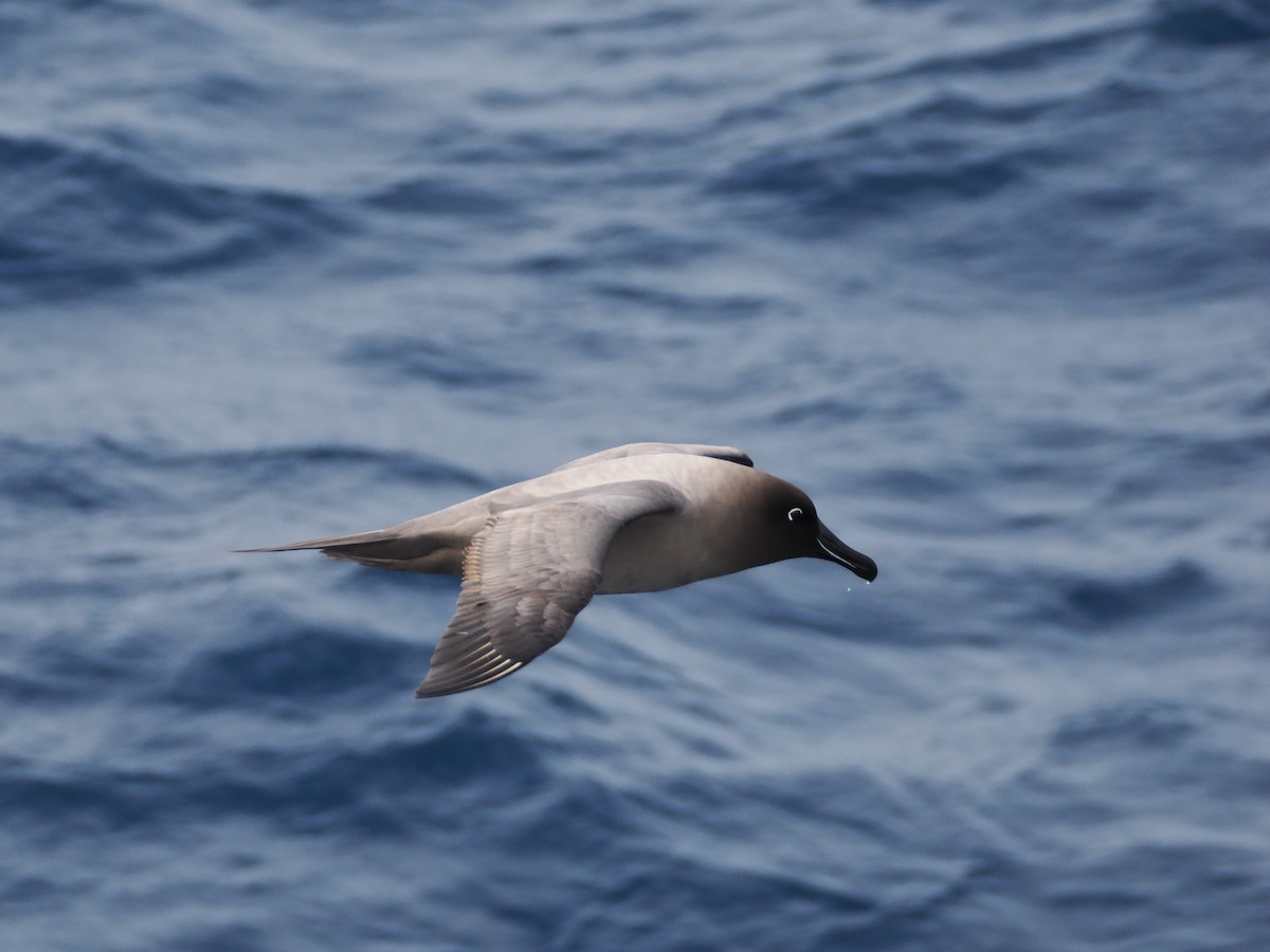 Light-mantled Albatross - ML646956550