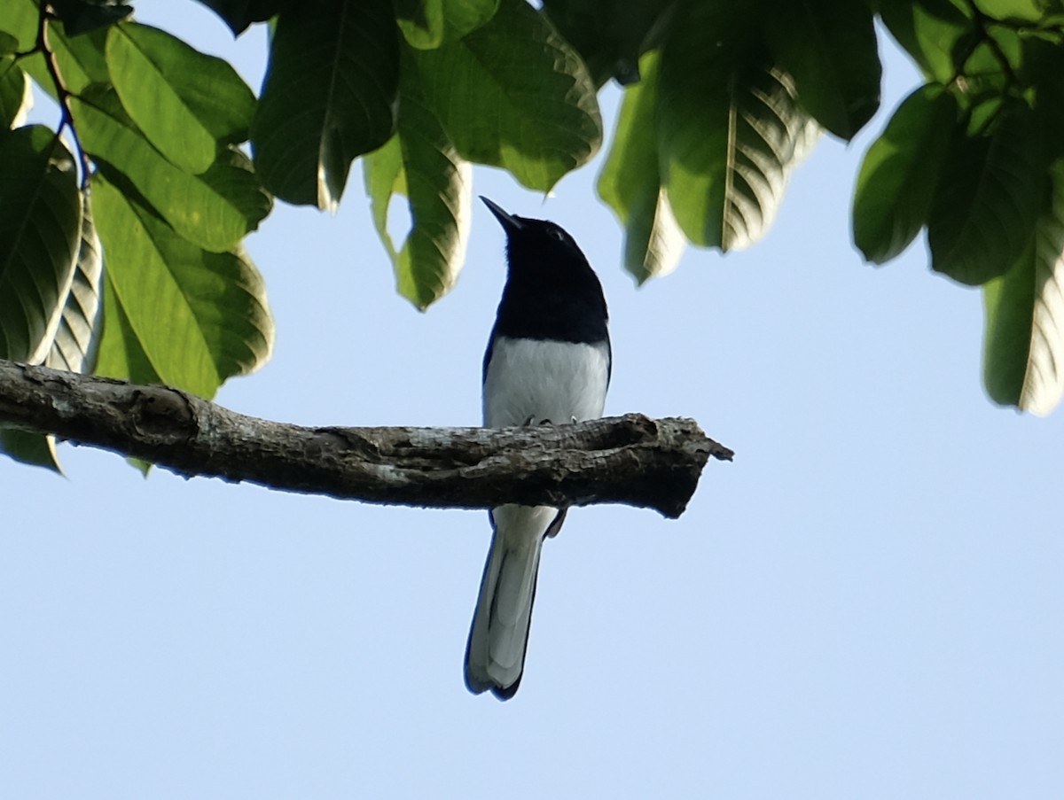 Oriental Magpie-Robin - ML646956551