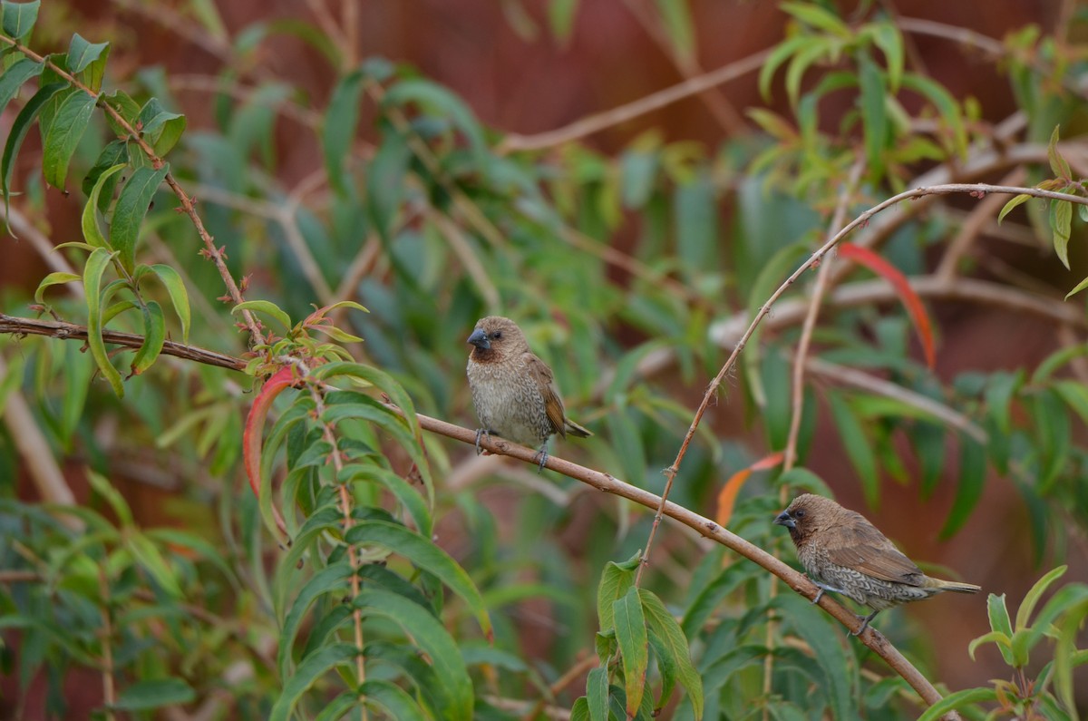 Scaly-breasted Munia - ML646956552