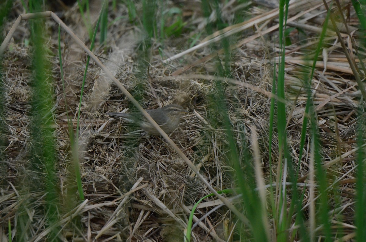 Dusky Warbler - ML646956554