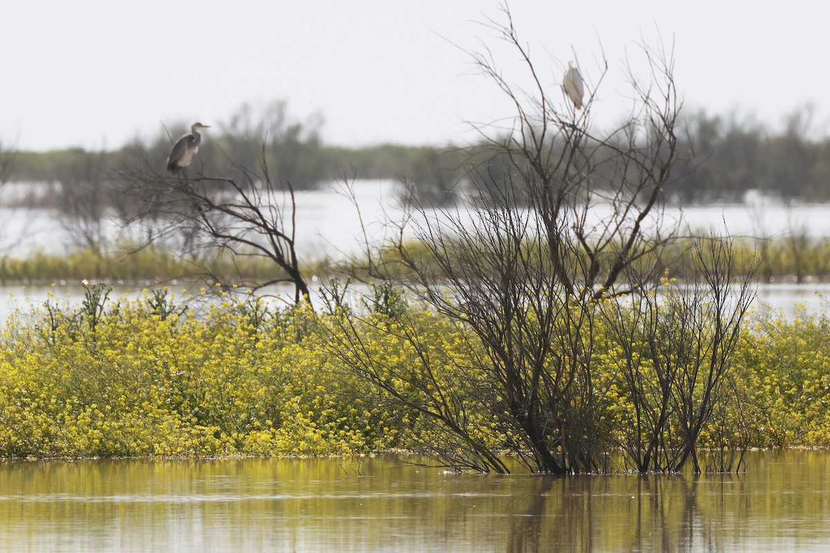 Airone cenerino - ML646956555