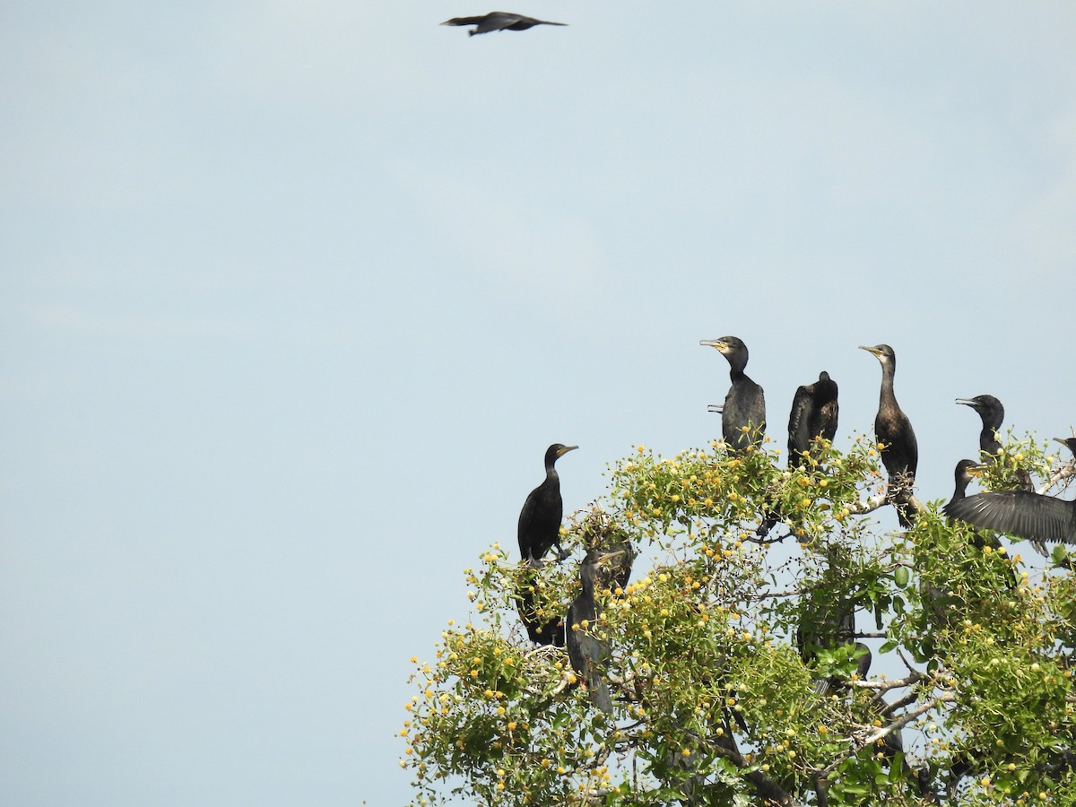 Индийский баклан - ML646956556