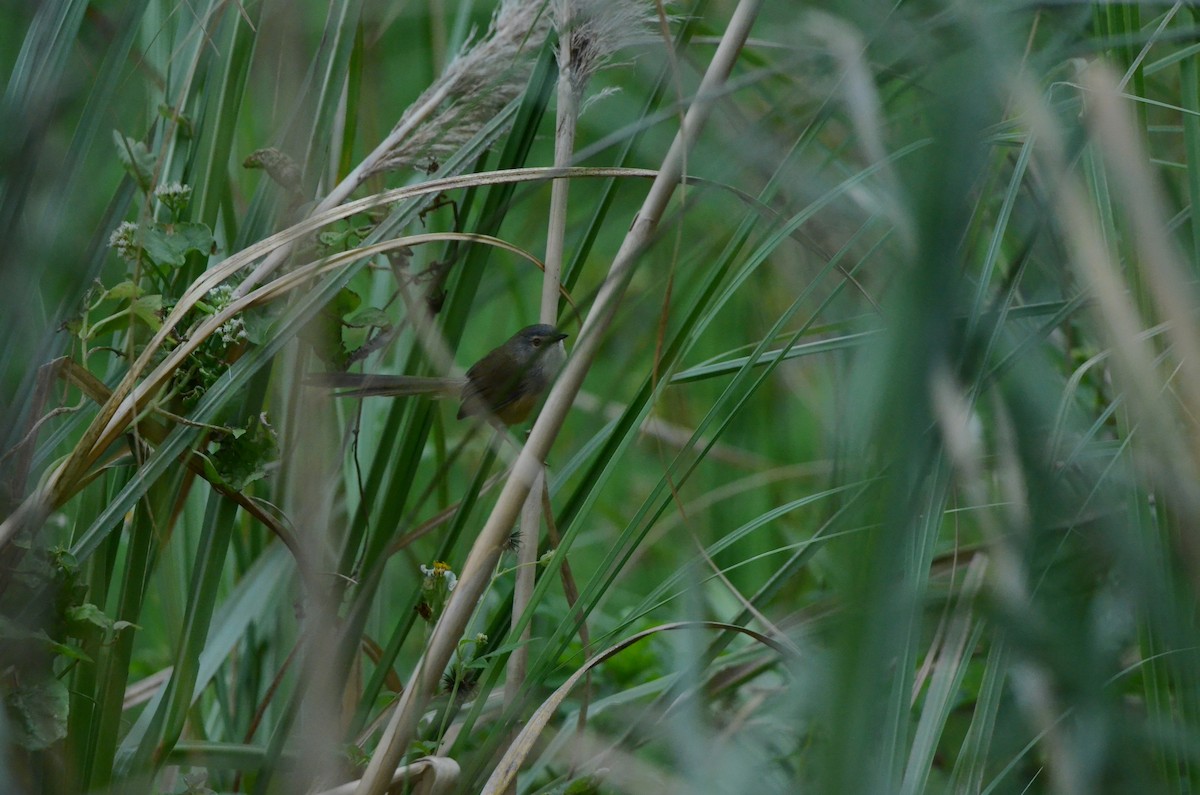 Yellow-bellied Prinia - ML646956557