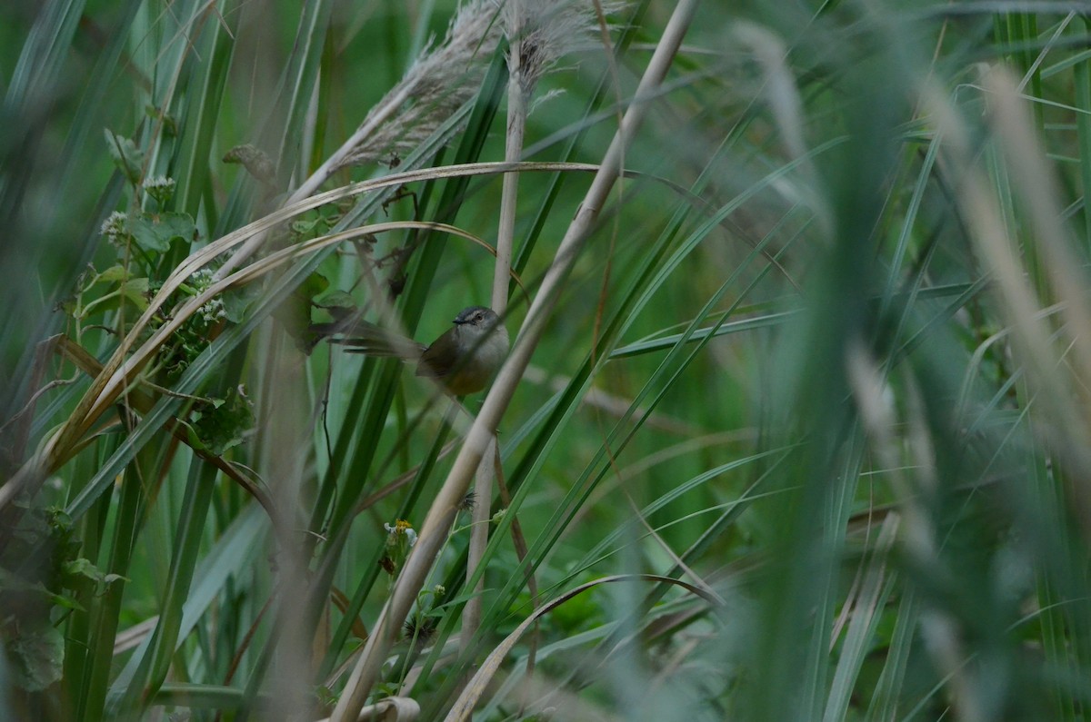 Yellow-bellied Prinia - ML646956558