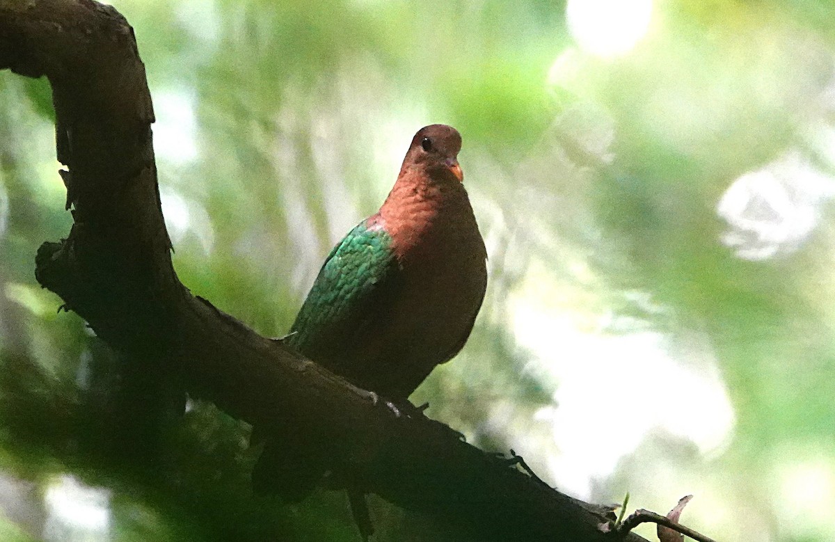 Pacific Emerald Dove - ML646956559