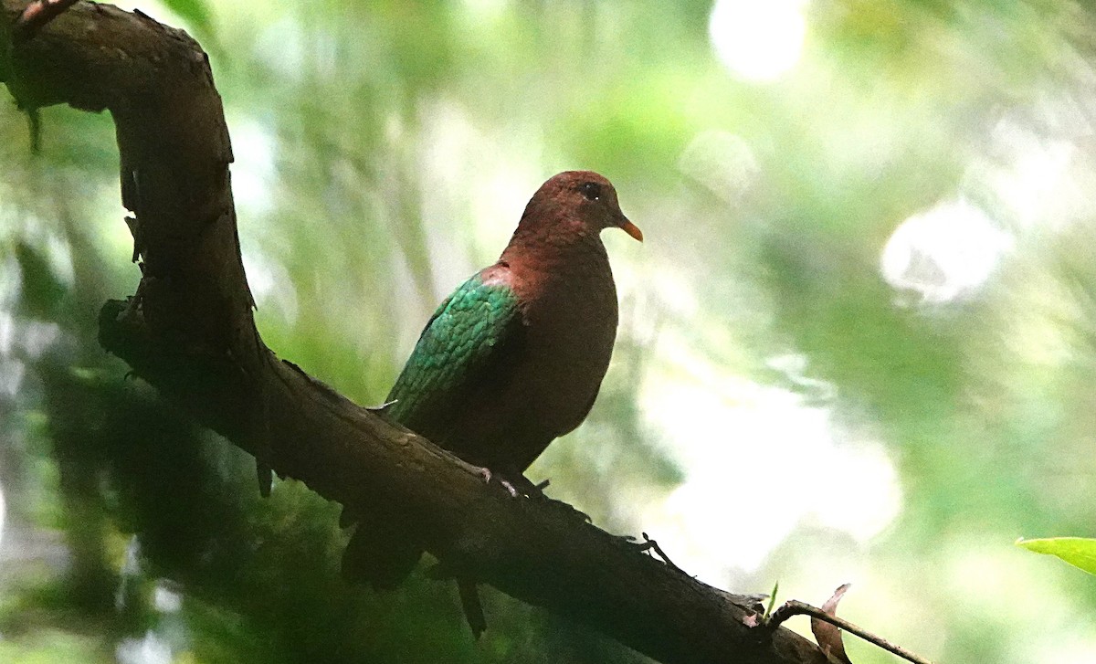 Pacific Emerald Dove - ML646956560